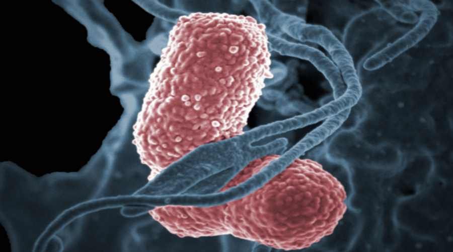 Antibiotic-resistant bacterium