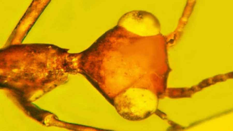 Bizarre insect from 100 million years ago sunk in amber