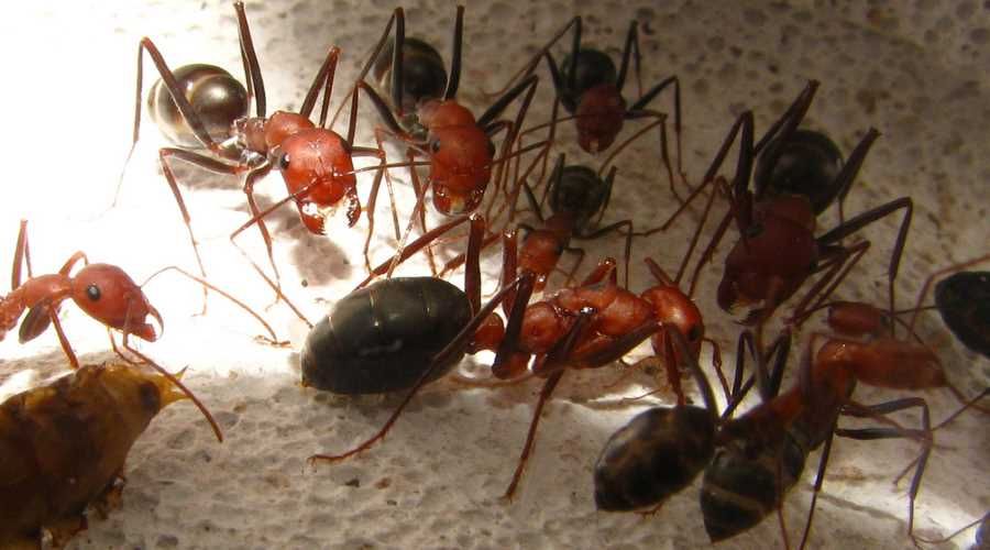Amazing navigational abilities of ants