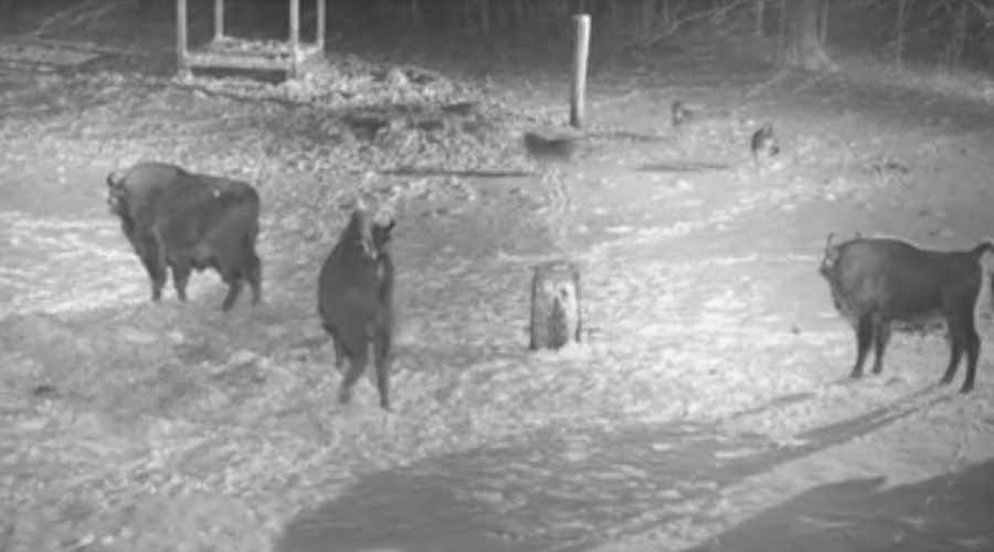 A trial of strength in the Bialowieza Forest. Bison vs. wolves